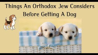 Things An Orthodox Jew Considers Before Getting A Dog