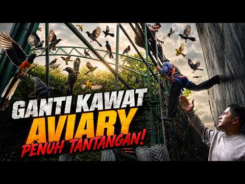 Detik-detik Ganti Kawat Aviary: Bikin Jantung Mau Copot!