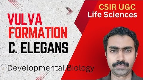 Vulva formation in C. elegans : Developmental Biology CSIR NET Life Sciences