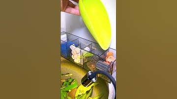 Review bộ lọc tràn nhựa hồ cá yee #lọchồcá #cacanh77 #aquarium #filteraquarium #shorts