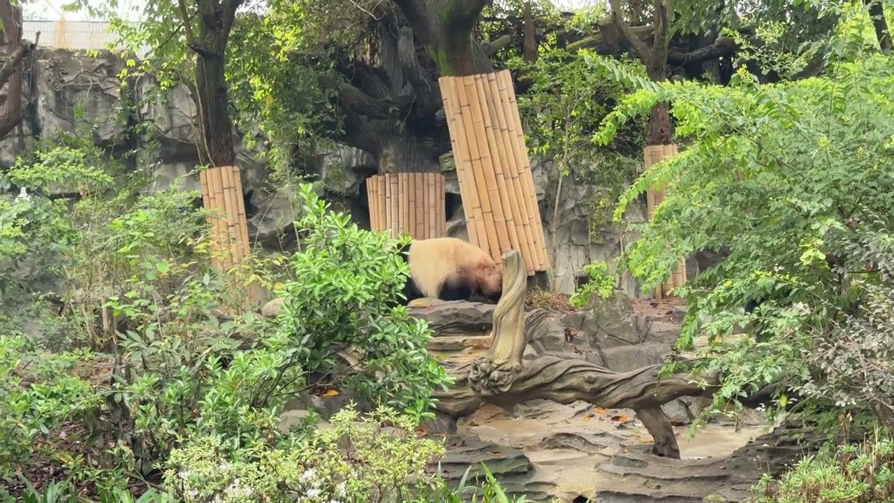 Chengdu Research Base of Giant Panda Breeding