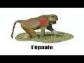French words with pictures   The baboon