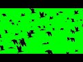 Летящие птицы на зелёном фоне |  Flying birds on a green background | chromakey