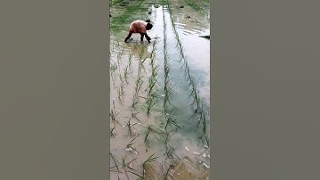 Paddy Transplanting wirh Skip Row #shorts
