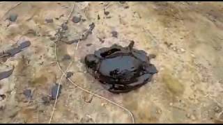 Разлив Нефти У Месторождения «Восточное-3» На Сахалине, Гибнут Утки
