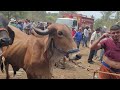 Toro Gir y Toro Sardo Negro en San Miguel El Salvador On