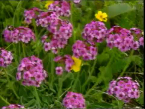 Tibetan Culture flourishing (Tsegoen) #558