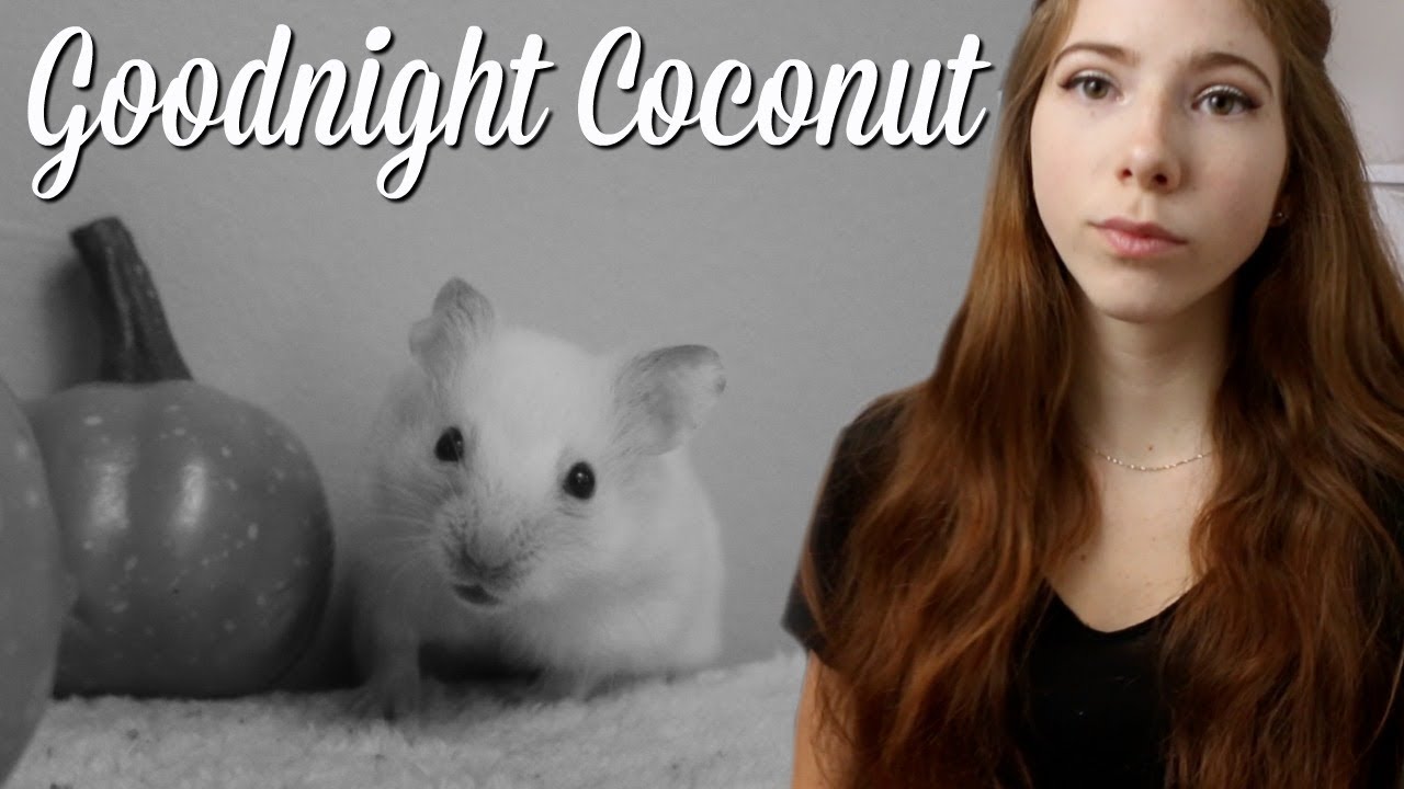 he escaped 😔 | Goodnight Coconut - YouTube Victoria Raechel