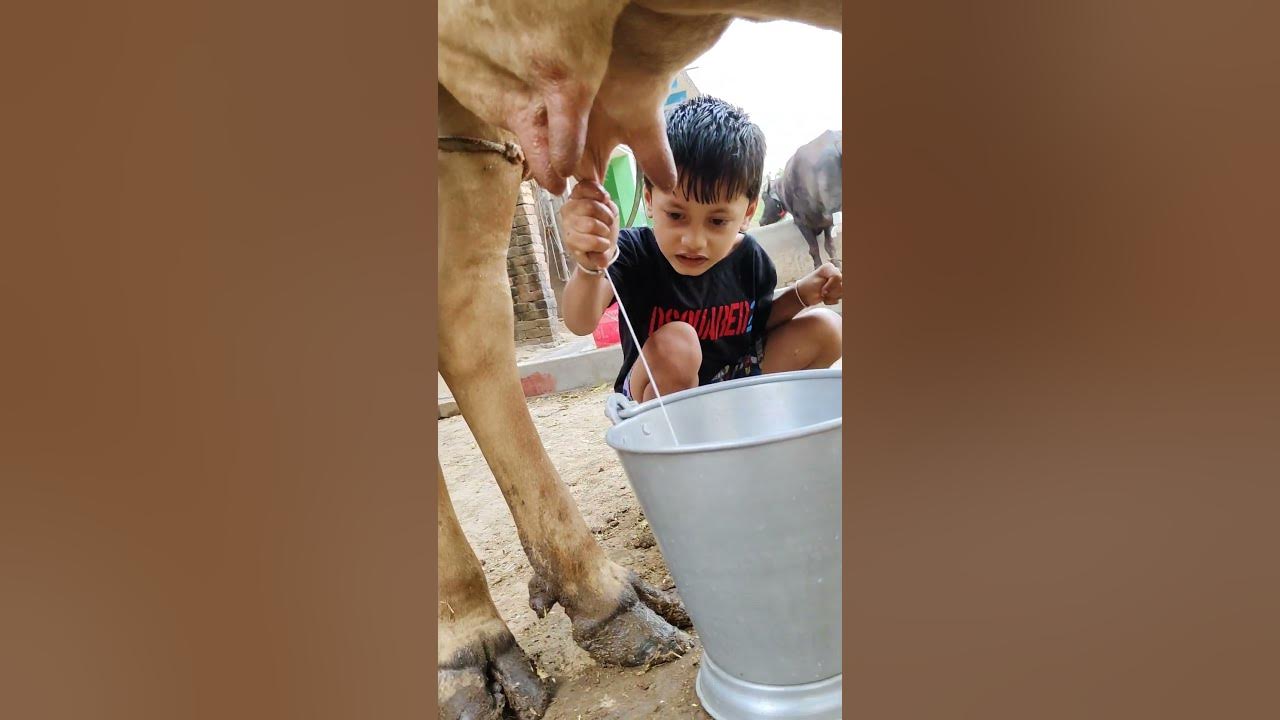 choti choti gaiya ghfh #song #love #funny