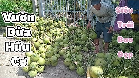 Vào vườn dừa hữu cơ siêu trái rất đẹp dù mùa mưa nhưng tiền rất nhiều #quocduavlog