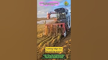 Cutting-edge rice harvesting process- Good tools and machinery can increase work efficiency