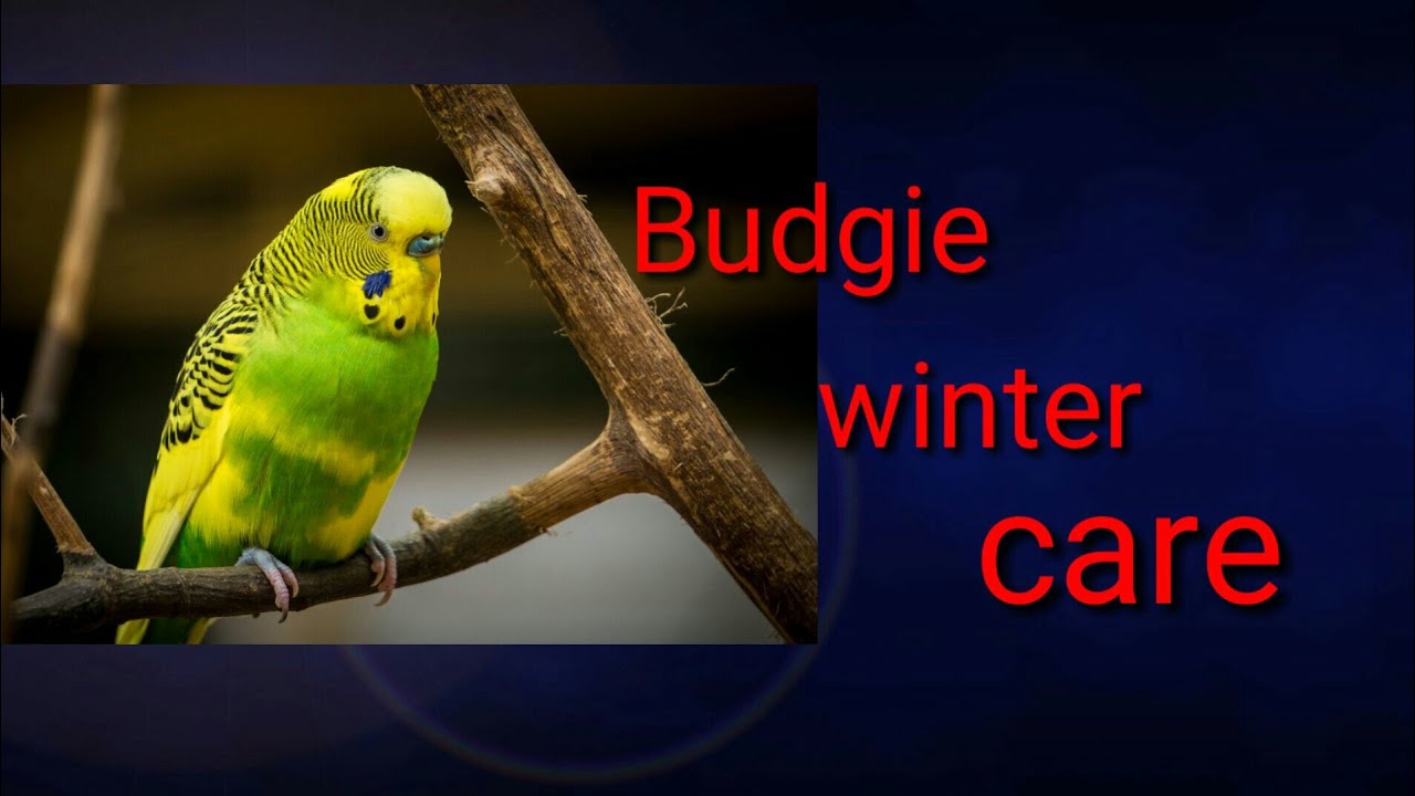 Budgie winter care tips and tricks in hindi 