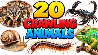 20 Crawling Animals Names With Fun Facts | Fun Learning for Kids screenshot 5