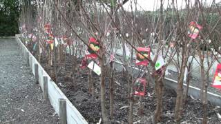 Bare Root Fruit Trees