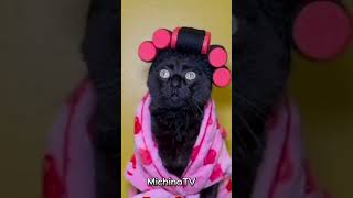 Hola Guapa  😹😹😹  #Gatos #Humor #Gatosgraciosos #Gatoschistosos