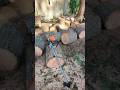 His Back Yard Is STUFFED With Firewood! #hording