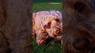 Hilarious Dog Memes to Brighten Your Day #2024