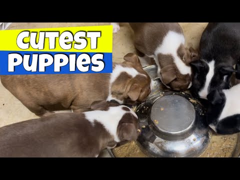 Weaning Puppies: What to Do.