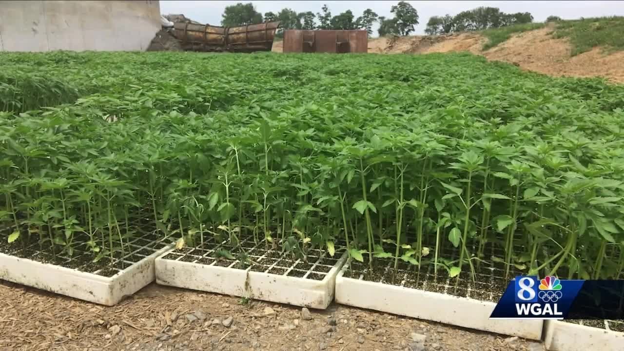Some Pennsylvania hemp farmers find crop hasn't delivered expected payoff