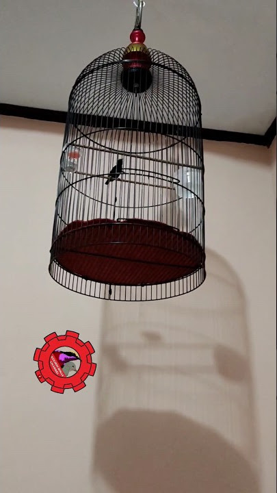 Konin gacor materi sniper. #konin #kolibrininja #koningacor #masterankonin #shorts #koninlomba