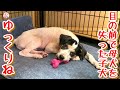 【子犬 保護犬 子猫】 目の前で母犬を失った子犬 おもちゃで遊べるようになりました