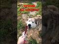 оХимия а не колбаса Но собакену зашло маламут с оХимия а не колбаса Но собакену зашло маламут с
