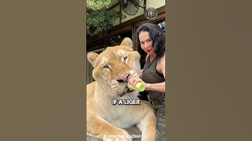 Why Ligers CAN