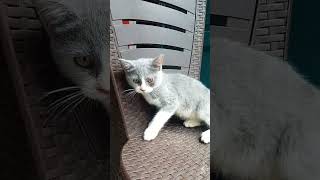 Cat Skdiod Sksos Dosps Skeo