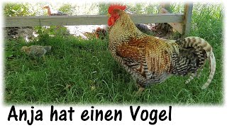 Nanni und ihre Küken dürfen raus / Anja hat einen Vogel