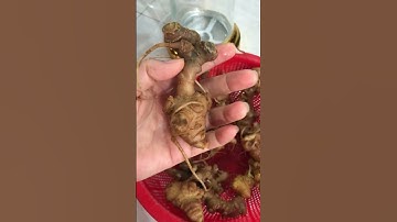 5 Lạng củ sâm Ngọc linh Kon Tum đã rửa sạch ngâm mật ong và rượu rất tốt 0377965679 e Nguyệt nhé