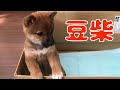 柴犬の子犬が家にやってきた♪ Shiba Inu Puppy