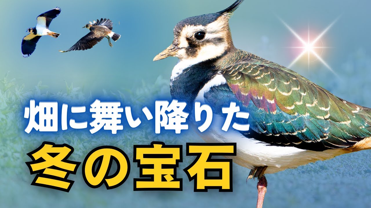 【野鳥観察】畑に舞い降りた冬の貴婦人！タゲリの構造色と意外な仕草
