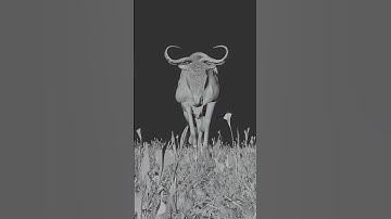 First Time Tried Running Gnu Animation #art #3danimation | Blender Animation