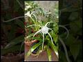 Spider Lily With Butter Scotch Smell #nature #flowers #lily #garden #diy