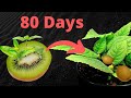 Growing kiwi plants from seed time lapse  82 days plant timelapse