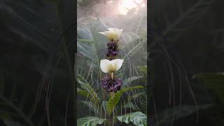 The White Bat Plant: Nature’s Ghost Flower