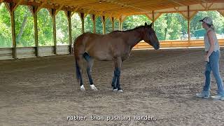 Murphy's Progress #horsemanship #horsetraining #libertytraining #mindfulhorsemanship #equestrian