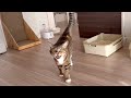 甘えん坊アザラシのモーニングルーティン