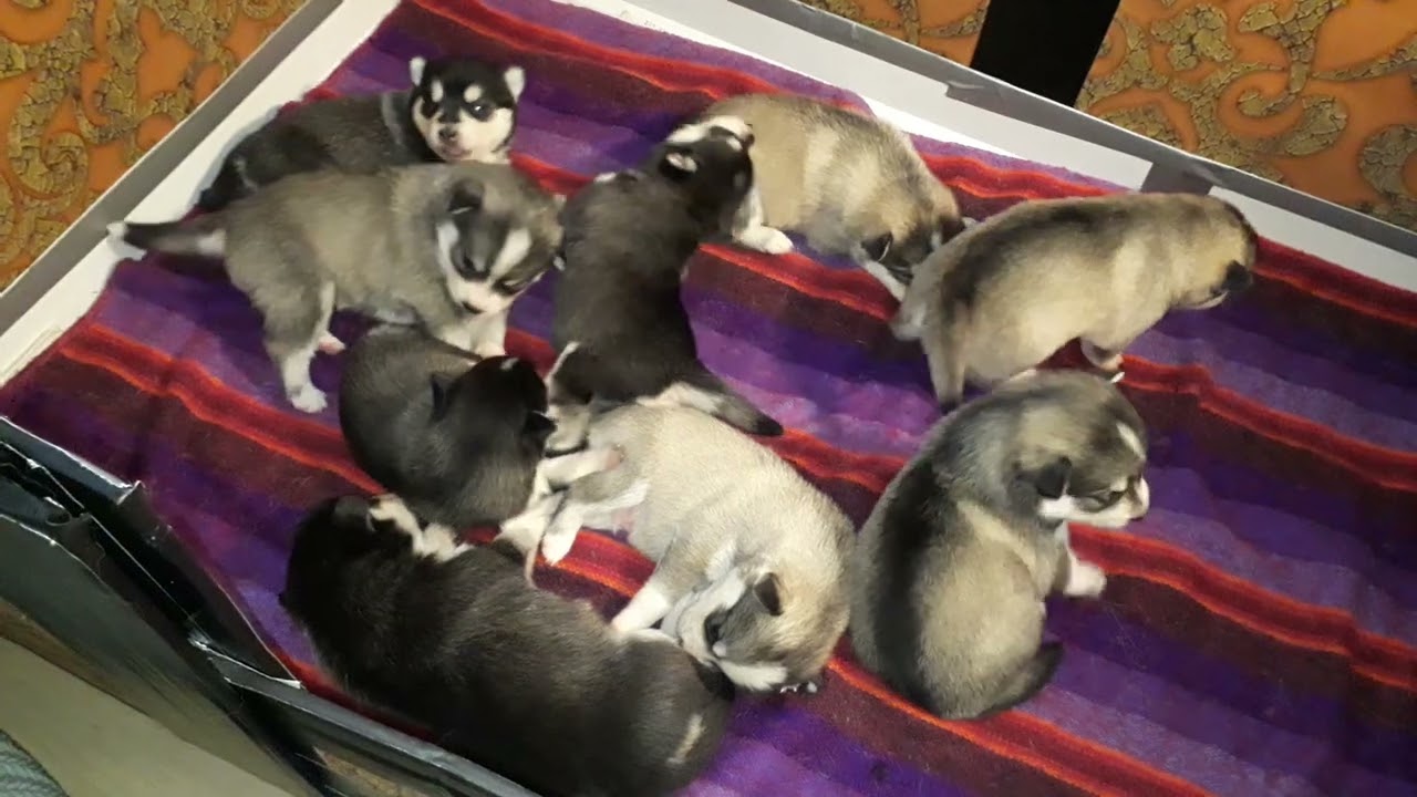 LDP Pomsky Puppy's start to play at end week 2.