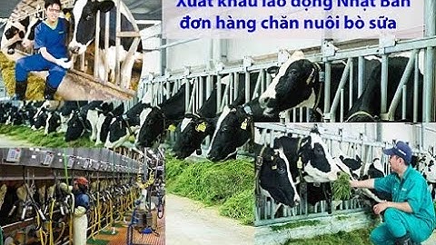 Đơn hàng chăn nuôi bò sữa Nhật Bản