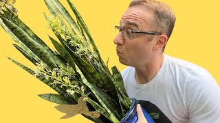 Blooming Snake Plants: Does It Mean It's DYING??? by Ohio Tropics Houseplant Care 18,152 views 9 months ago 5 minutes, 45 seconds