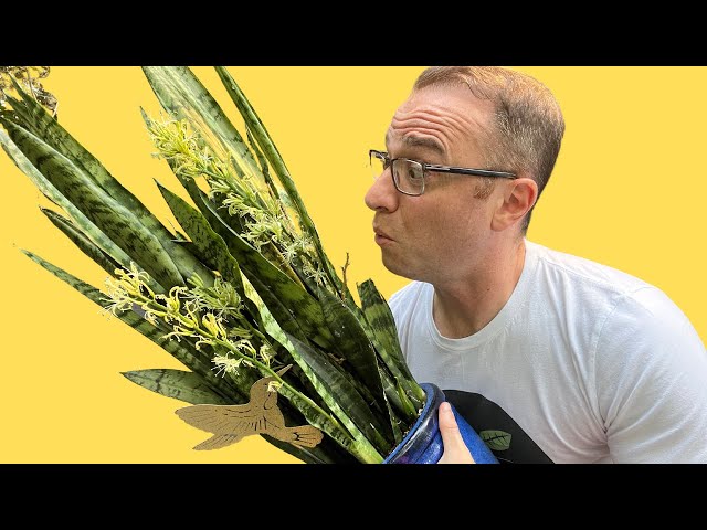 Blooming Snake Plants: Does It Mean It's DYING??? - YouTube