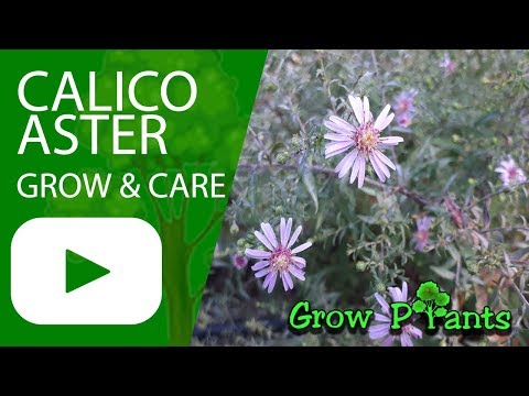 Video: Informazioni sulla pianta di Calico Aster: scopri come coltivare fiori di Calico Aster