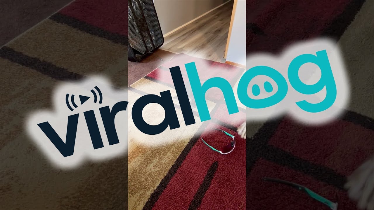 Is This A Turtle Or A Cat || ViralHog