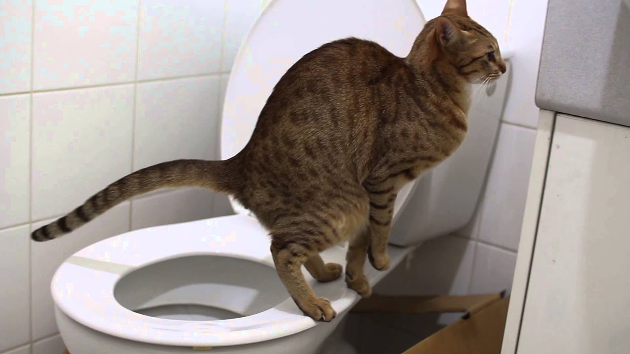 My Cat Poops Funny Youtube