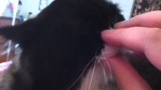 Sweet Purring Persian Cat by Shaylee S 440 views 10 years ago 50 seconds