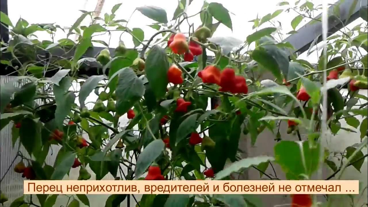 Spicy pepper of "Red bell". Перец красный колокольчик - YouTube