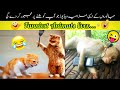 Animals Funny Moments That Will Make You Laugh | funniest animals moments