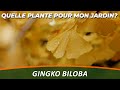 Larbre aux 40 cus ou ginkgo biloba  quelle plante pour mon jardin 