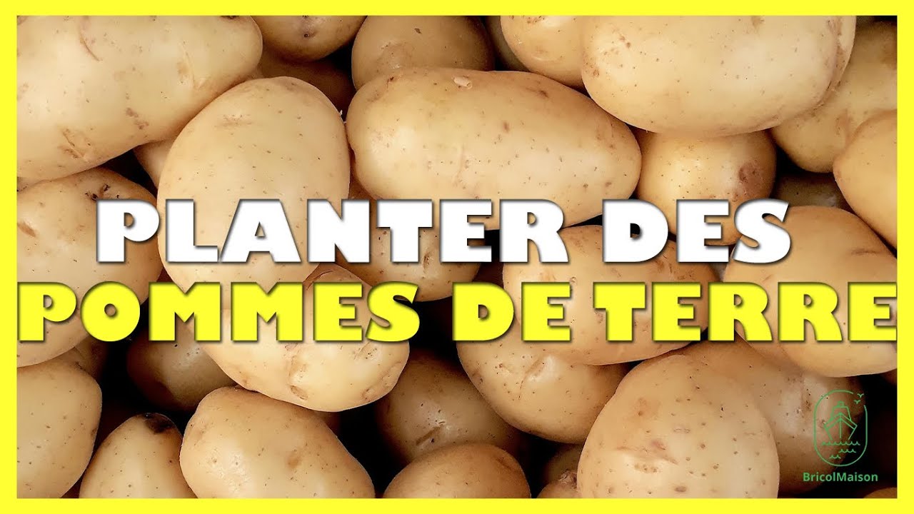 Comment planter des pommes de terre germées YouTube — free download